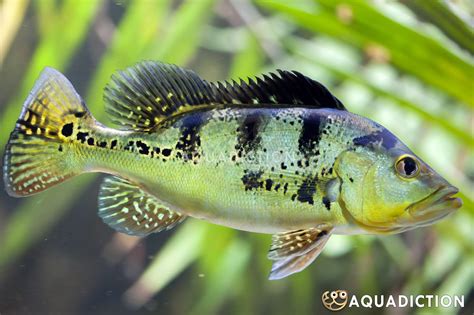 peacock bass fish|Cichla ocellaris .